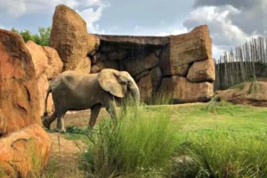 Tour Zoológico Ukumari Pereira VIAJES VIP RJ99 Tour Zoológico Ukumari Pereira VIAJES VIP RJ99