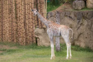 Tour Zoológico Ukumari Pereira VIAJES VIP RJ99 Tour Zoológico Ukumari Pereira VIAJES VIP RJ99