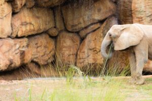 Tour Zoológico Ukumari Pereira VIAJES VIP RJ99 Tour Zoológico Ukumari Pereira VIAJES VIP RJ99