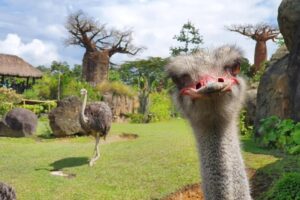 Tour Zoológico Ukumari Pereira VIAJES VIP RJ99 Tour Zoológico Ukumari Pereira VIAJES VIP RJ99